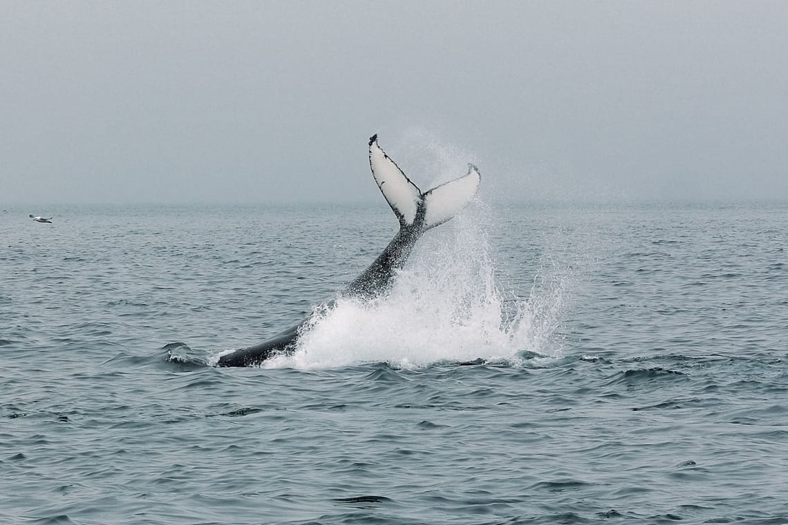 Humpback whale