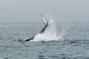 Humpback whale